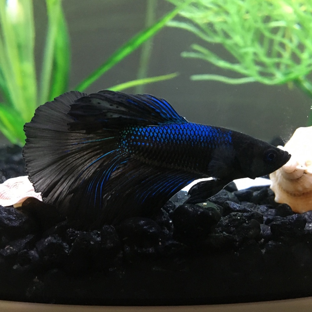 Meet your Posher, Rivers